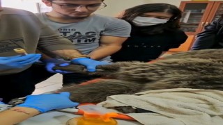 Karsta yaralı bozayının tedavisi yapılıyor