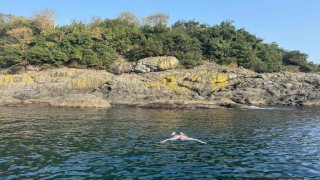 Kasımda deniz keyfi: Giresun Valisi Serdengeçti, adada yüzdü