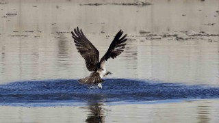 Kastamonuda kuş fotoğrafçıları avlanan balık kartallarını görüntüledi