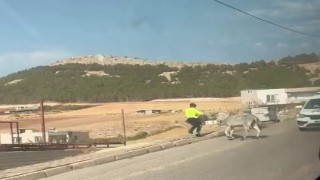 Kazaya davetiye çıkaran eşeğe polis müdahale etti