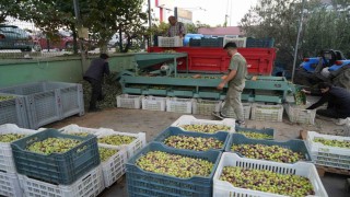 Kazdağlarında tescilli yeşil çizik zeytin için elek mesaisi başladı
