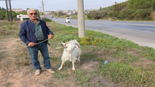 Keçileri ile tatil yapıyor