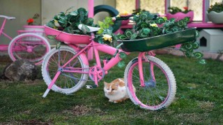 Kedi Bakım Evi örnek hizmet sunuyor