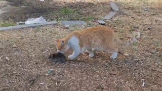 Kedi ile farenin dostluğu şaşırttı