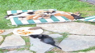 Kedi ve kirpilerin süt kardeşliği