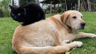 Kedi ve Köpek Maması İhracatı Sekiz Ayda 1.117 Tonu Aştı