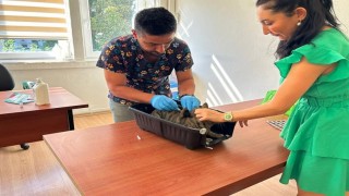 Kedi ve köpeklerin kimliklendirilmesi için son tarih 31 Aralık