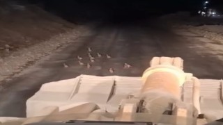 Keklik yavrularını fark edince çalışmasını durdurdu