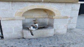 Kemaliyenin sevimli kedisi ‘Tekir çeşme başı müdavimi oldu