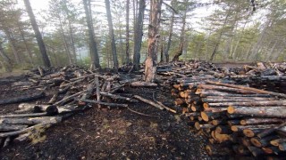 Kesim sahasında yangın paniği: 80 ster çam ağacı zarar gördü