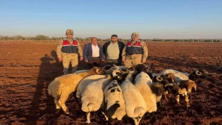 Kiliste kaybolan 19 küçükbaş hayvan jandarma tarafından bulundu