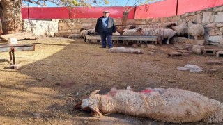 Kiliste kurt saldırısında 3 küçükbaş telef oldu