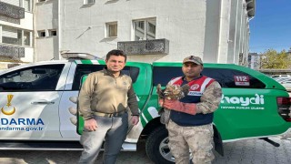 Kiliste yaralı kızıl şahin koruma altına alındı