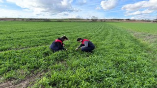 Kırklarelinde tarlalara ekilen kuraklığa dayanıklı yem bitkilerinin kontrolleri yapıldı