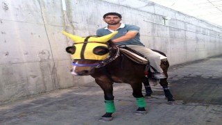 Kırmızı ışıkta geçen otomobilin çarptığı seyis, tedavi gördüğü hastanede öldü