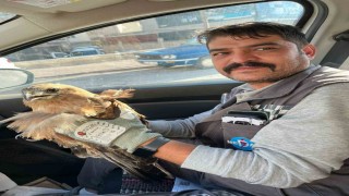 Kırşehirde yaralı halde bulunan şahin tedavi altına alındı