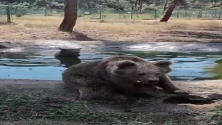 Kış uykusundan önce son banyo
