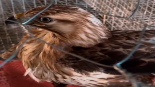 Kızıl şahin emin ellerde