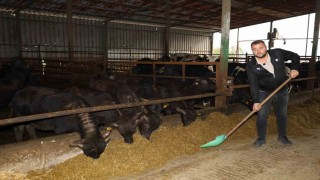 Kocaelide manda sayısı artıyor