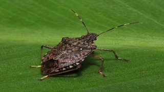 Kokarcanın fındıktaki zararı derinleşiyor