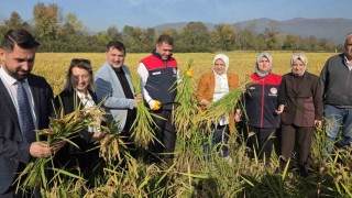Konuralp pirincinde damlama sulama bereketi