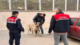 Köpek dövüştüren şahıslara jandarma baskını:12 gözaltı