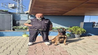 Köpek eğitmeni Eren Ay: Köpekler kötü değildir, kötü eğitim vardır