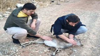 Köpeklerin saldırdığı yavru dağ keçisini 3 kilometre sırtında taşıdılar