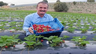 Köprübaşında kasım ayında çilek bereketi