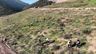 Körfeze 3 bin 300 Toros sediri dikilecek