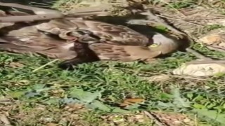 Korku dolu anlar: Yılanın boğazladığı kartalı kurtardı