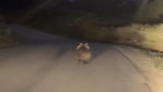 Köy yolunda ayı ile araç yarıştı