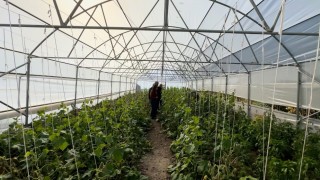 Köye Dönüş projesi çerçevesinde kurulan seralar sayesinde, boşaltılan köyler yeniden hayat buldu