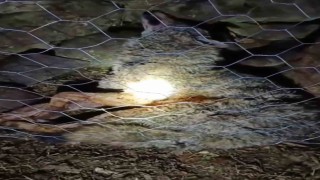 Koyun sürüsüne saldıran kurta çoban köpekleri geçit vermedi