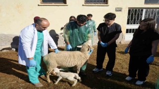 Küçükbaş hayvancılığa akademik dokunuş: 13 koyun 24 süt kuzusu doğurdu