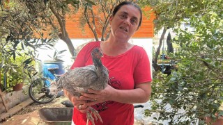 Kümesindeki 100 tavuk içerisinde mavi yumurtlayan 2 tavuğuna 10 yıldır gözü gibi bakıyor