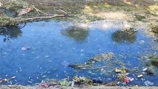 Kuraklık ve kirlilik nedeniyle sulama kanalındaki yüzlerce balık telef oldu