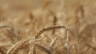 Küresel tahıl üretiminde 105 milyon tonluk rekor artış bekleniyor