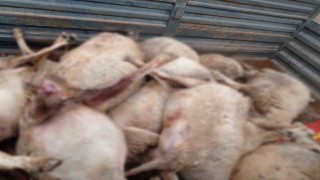 Kurt sürüsünün saldırdığı 30 küçükbaş hayvan ile 1 köpek telef oldu