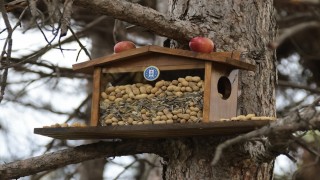 Kütahya Belediyesinden sincap ve kuşlara kış esteği