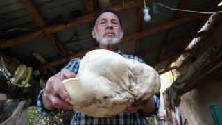 Kütahyada 3 kilo dev mantar bulundu