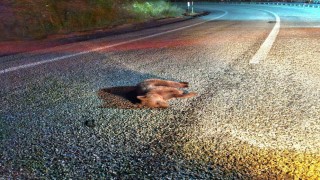 Kütahyada yavru ayı kara yolunda telef oldu