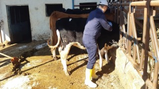 Kuyucakta şap alarmı