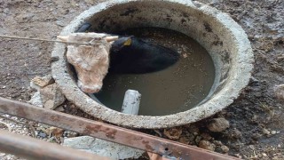 Kuyuya düşen ineği itfaiye kurtardı