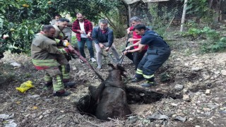 Kuyuya düşen ineği itfaiye kurtardı