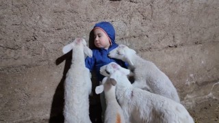 Kuzuların arasında kalan minik Yusufun tatlı halleri gülümsetti