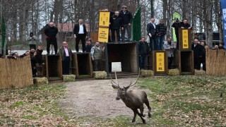 Kuzuyaylanın GPSli geyikleri