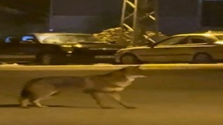 Mahallede yiyecek arayan tilki kamerada