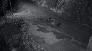 Mahalleliyi canından bezdiren ayının evinin önünde yattığını görünce kamyoneti ile peşine düştü