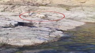 Malatyada amatör balıkçı ile kedi arasındaki diyalog gülümsetti